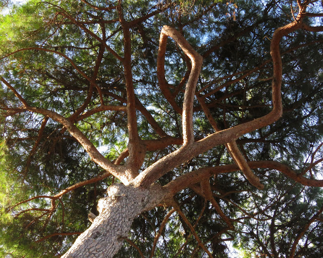 A pine tree in the park of Villa Maria, Livorno