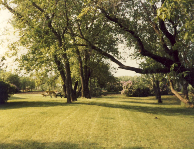 The sideways Tree