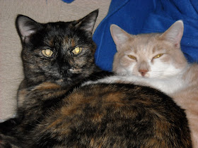 Paisley and Webster: A tortoiseshell cat and cream-and-white tabby cat curled up together