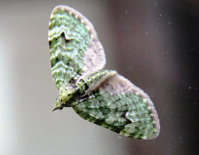 HenSafe Smallholding. Mint Moth.