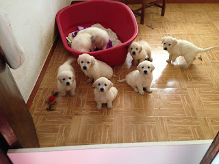 Golden Retriever cachorros