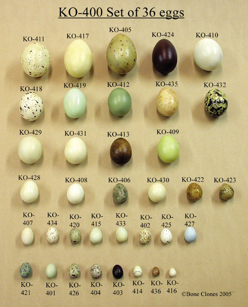 Pictures Of Bird Eggs