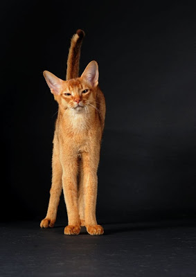 Fotos de gatitos by Кошки Alain Barbezat (15 imágenes)