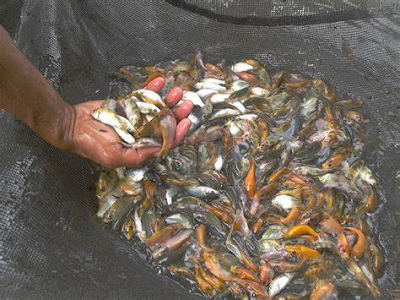 jual bibit ikan boyolali