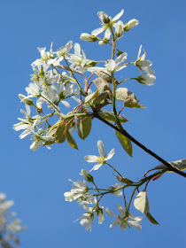 Serviceberry (Amelanchier x grandiflora 'Autumn Brilliance') spring flowers in a Riverdale ecological garden by garden muses-not another Toronto gardening blog