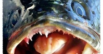 Gambar Ikan  Toman  Dunia Binatang