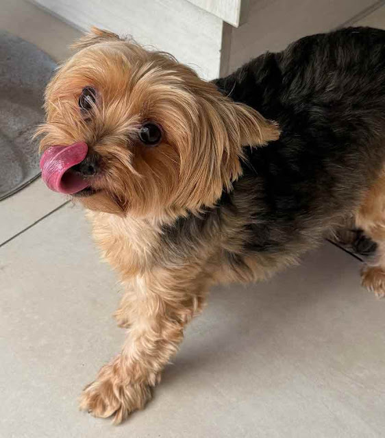 Lucy 9 year old pure bred Yorkshire Terrier Female