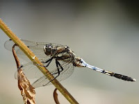 Orthetrum albistylum speciosum