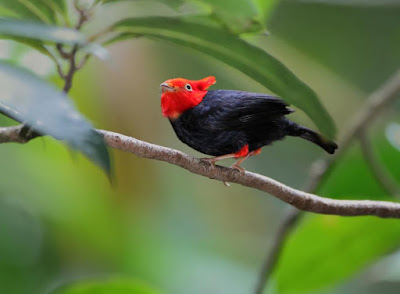 Scarlet-horned Manakin