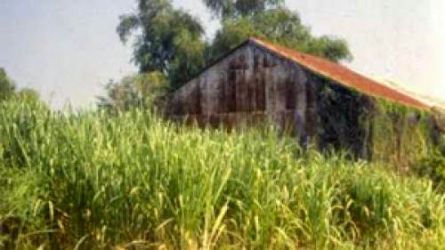 Biofuel Expansion Would Send Cattle Into The Rain Forest