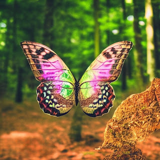 Supremely Beautiful Butterfly in a Forest 😍