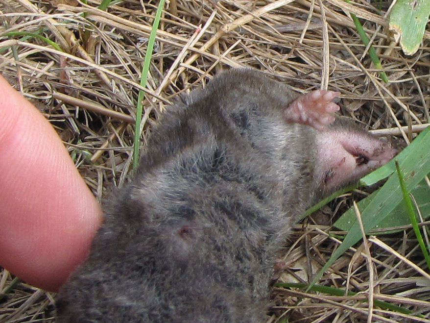 short-tailed shrew