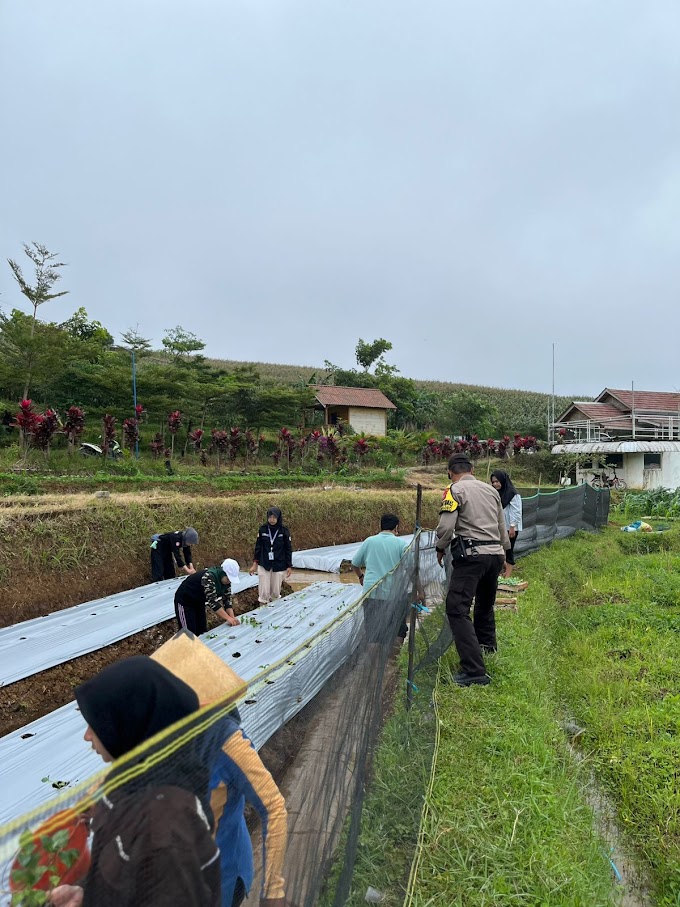 Polres Ponorogo Dukung Ketahanan Pangan Bhabinkamtibmas Polsek Pudak Tinjau Langsung Perkebunan Sayuran Warga