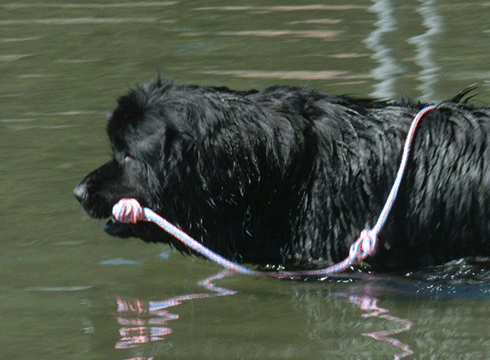 NewfoundlanD DogS: Newfoundland rescue dogs