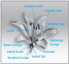 Bagian Bagian Bunga  Bunga  Lengkap  dan Tidak  Lengkap  