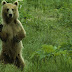 Bear Walks Like a Human  หมีเดินเหมือนคน