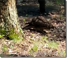 Cedars of Lebanon SP TN 905