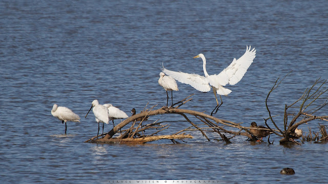 Lepelaar vecht met Zilverreiger om beste plek - Spoonbills fight Great White Egret for best spot - Platalea leucorodia