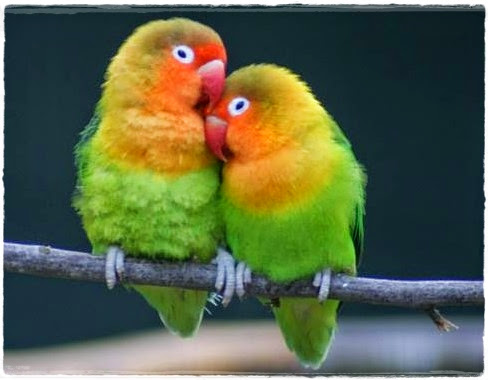 cara merawat dan budidaya burung lovebird