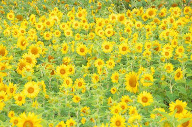 flowers, field, Okinawa, Springtime, Sunflowers