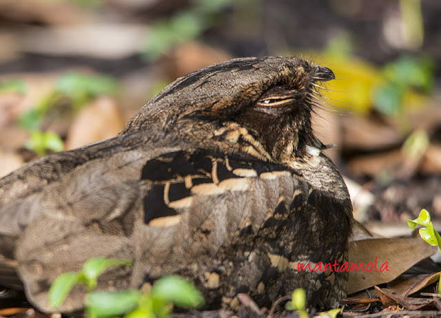 Large Tailed Nightjar (Caprimulgus macrurus)