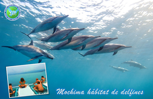 imagen mochima tour buscando los delfines 