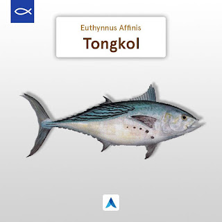 Ciri - ciri, Kandungan, dan Klasifikasi Ikan Tongkol (Euthynnus Affinis)