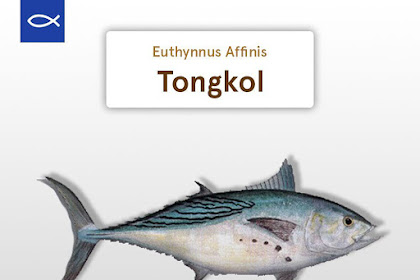 Ciri - ciri, Kandungan, dan Klasifikasi Ikan Tongkol (Euthynnus Affinis)