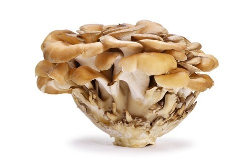 Maitake Mushroom Powder | Maitake Mushroom Capsule | MycoNutra® Products by Biobritte
