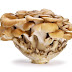 Maitake Mushroom Powder | Maitake Mushroom Capsule | MycoNutra® Products by Biobritte