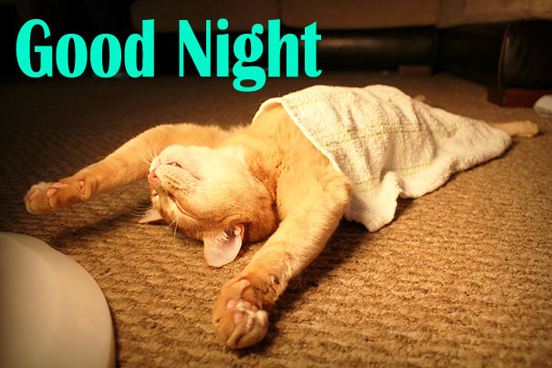 Funny Good Night Cat Image