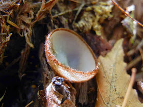 hairy cup fungus Humaria hemispherica