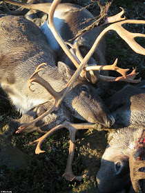 Over 300 Reindeer Killed In Lightning Storm In Norway. Graphic Photos