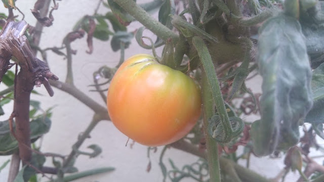 terrace garden tomato