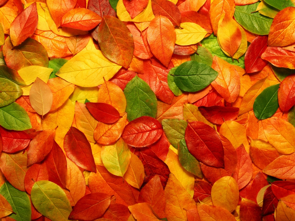 Autumn Season Standard Resolution Wallpaper 17