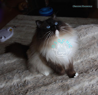 Ragdoll breeder in Devon, SouthWest England UK - osochicragdolls.co.uk