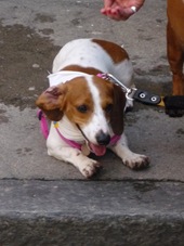 Cãonhecendo 3 (223)