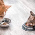 What Is The Difference Between Cat Food And Dog Food?