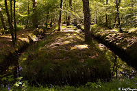 Canaux de la mare aux Evées à l'heure dorée, Forêt de Fontainebleau