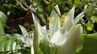 Beautiful White Flower 2