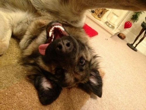 animales-lindos-12