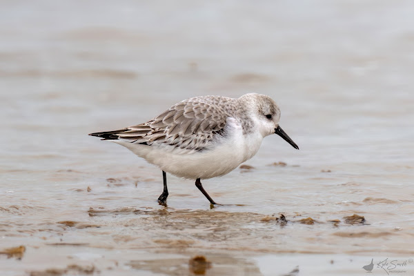 Sanderling