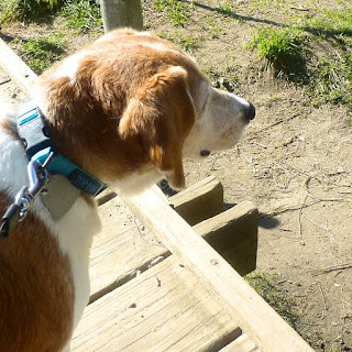 headshot of cute beagle on the bridge looking toward the wetlands