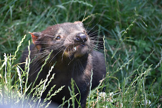 Trowunna Wildlife Sanctuary