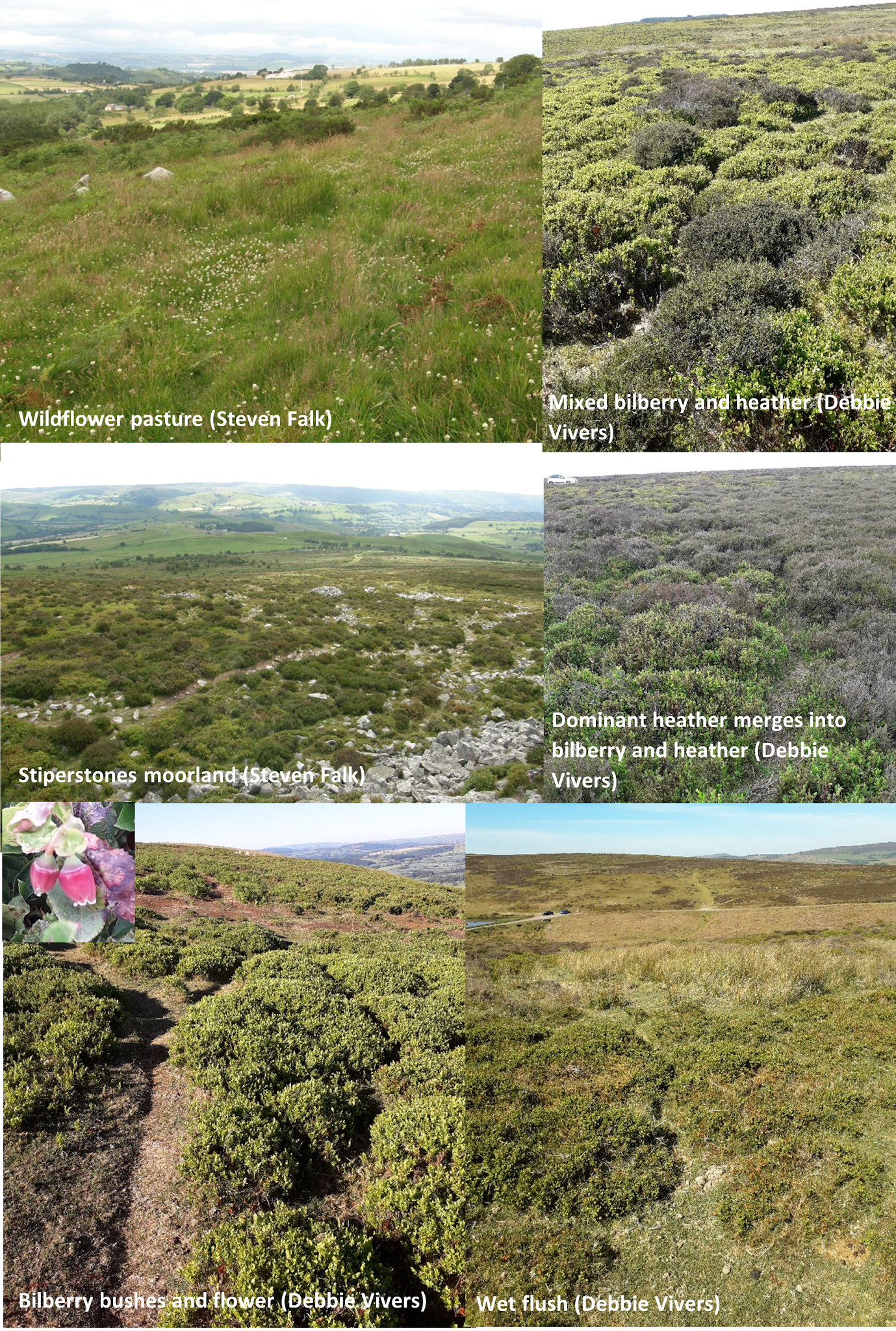 Bilberry bumblebee habitat examples in the UK: wildflower pasture, mixed bilberry and heather, Stiperstones moorland, dominant heather merging into bilberry and heather mosaic, bilberry bushes and bilberry flower, wet flush