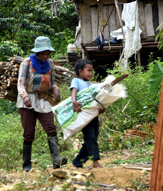 Seorang ibu, suku adat Bunggu pulang cari kayu