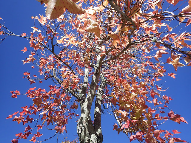 Wuling Farm maple autumn foliage