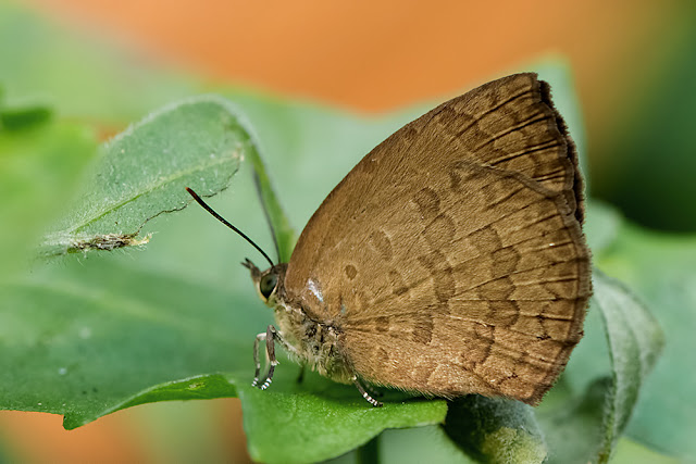 Arhopala paramuta the Hooked Oakblue