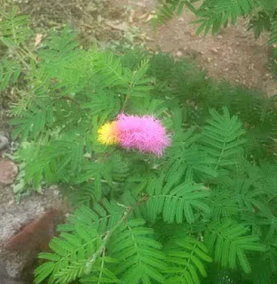  झाबुआ नक्षत्र वाटिका