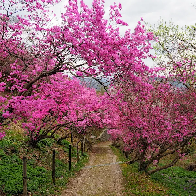 岩根山つつじ園